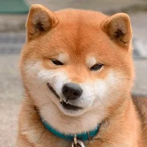 Эмодзи Shiba inu