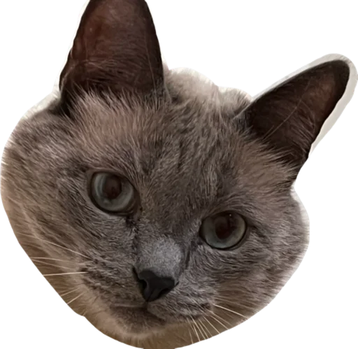 Эмодзи Sidkozel