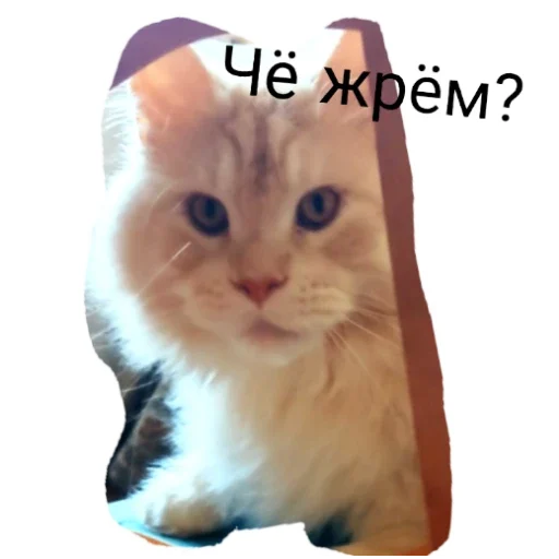 ?