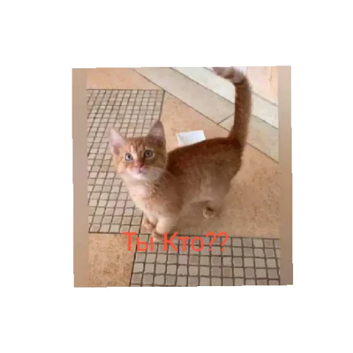 Эмодзи Симбочка Пимпочка Обновление 4