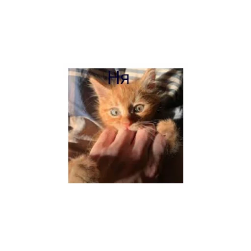 Эмодзи Симбочка Пимпочка Обновление 4