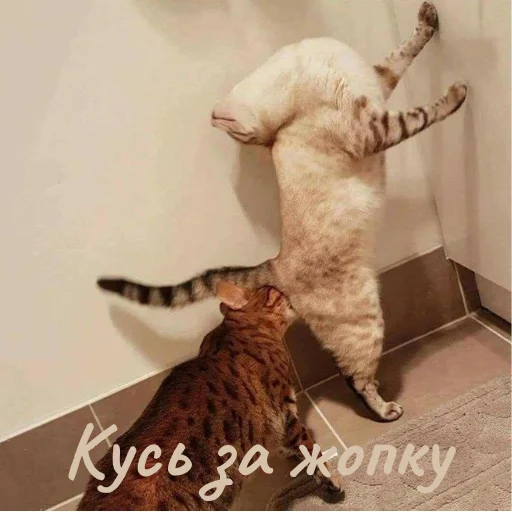 Эмодзи Котики и фразочки