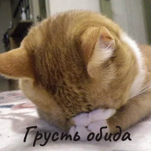 Эмодзи Котики и фразочки