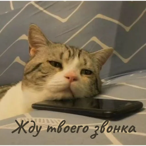 Эмодзи Котики и фразочки