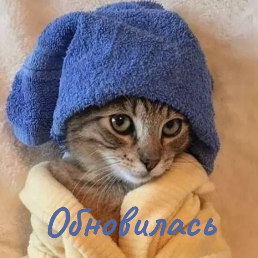Эмодзи Котики и фразочки
