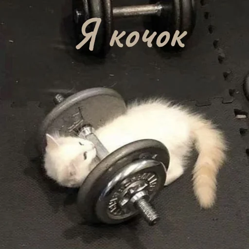 Эмодзи Котики и фразочки