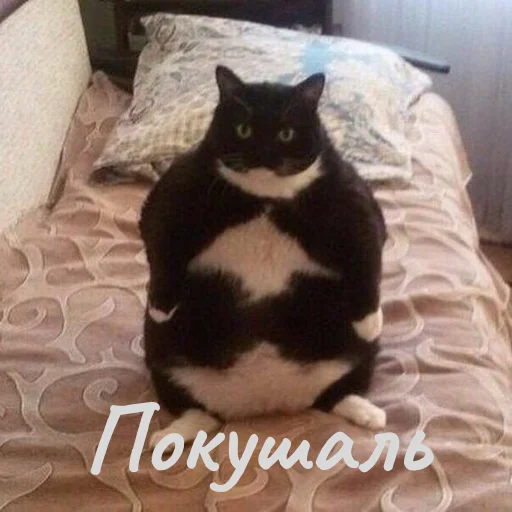 Эмодзи Котики и фразочки