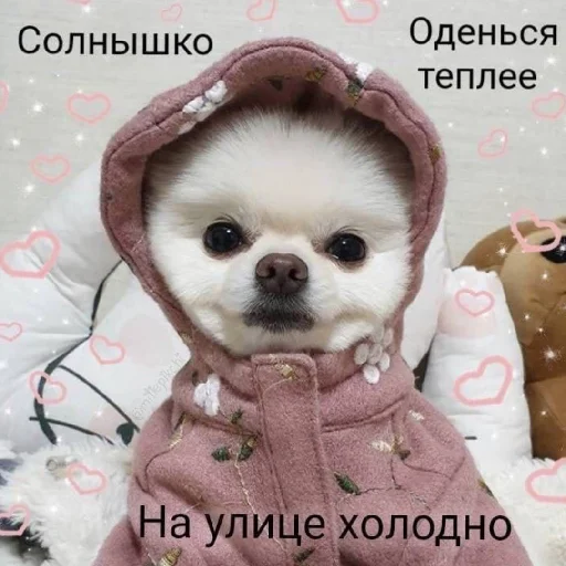 Эмодзи Котики