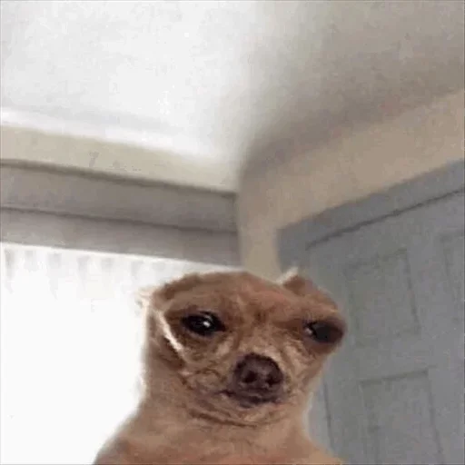 Эмодзи Dog life