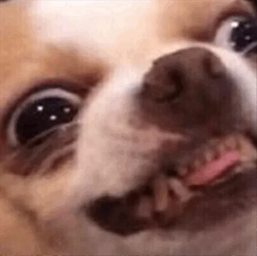 Эмодзи Dog life