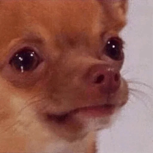 Эмодзи Dog life