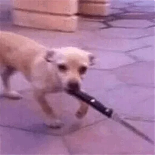 Эмодзи Dog life