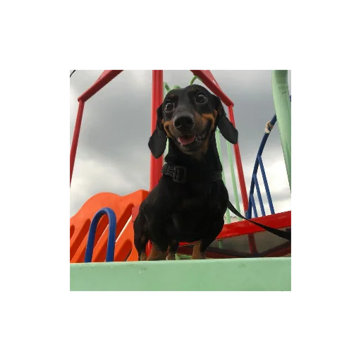 Эмодзи Собаки