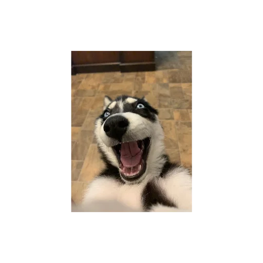 Эмодзи Собаки