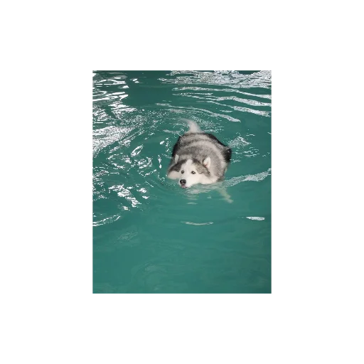 Эмодзи Собаки