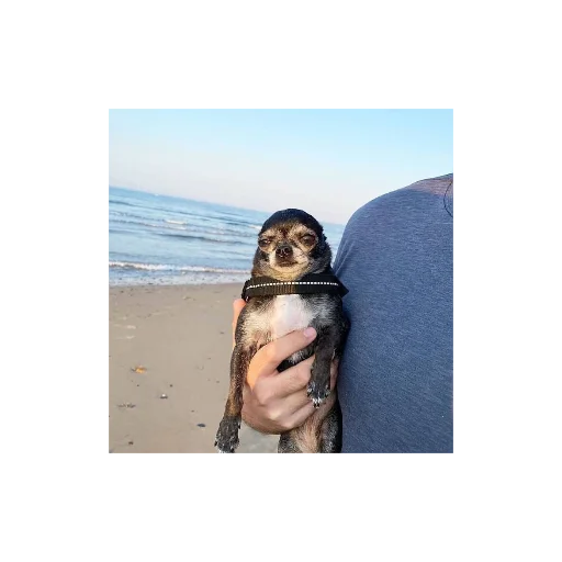 Эмодзи Собаки