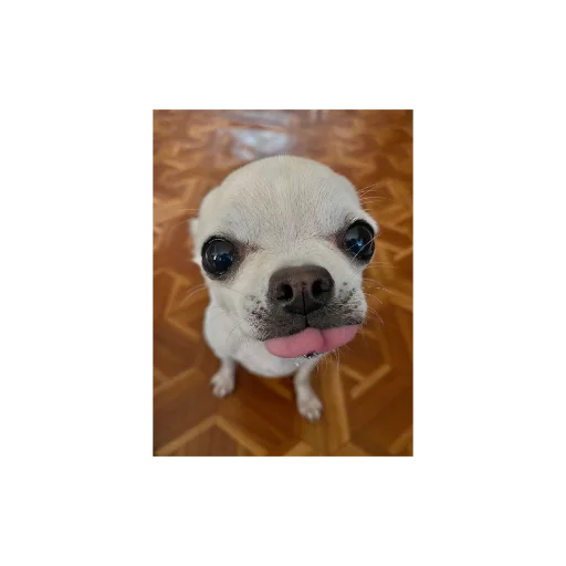 Эмодзи Собаки