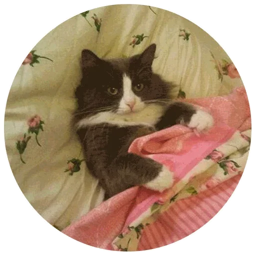 Эмодзи Спят Усталые Кисули