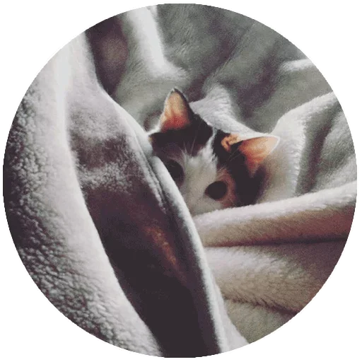 Эмодзи Спят Усталые Кисули