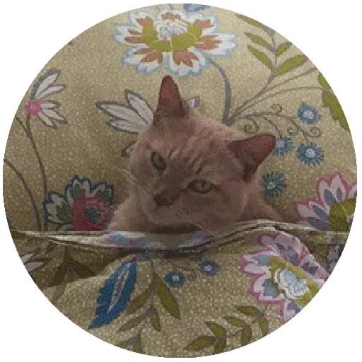 Эмодзи Спят Усталые Кисули