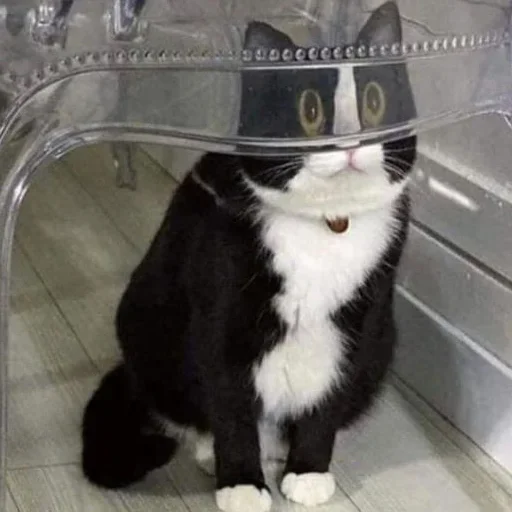 Эмодзи Котики