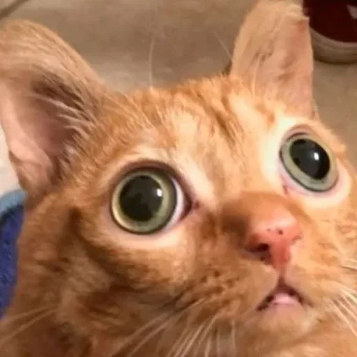 Эмодзи Котики