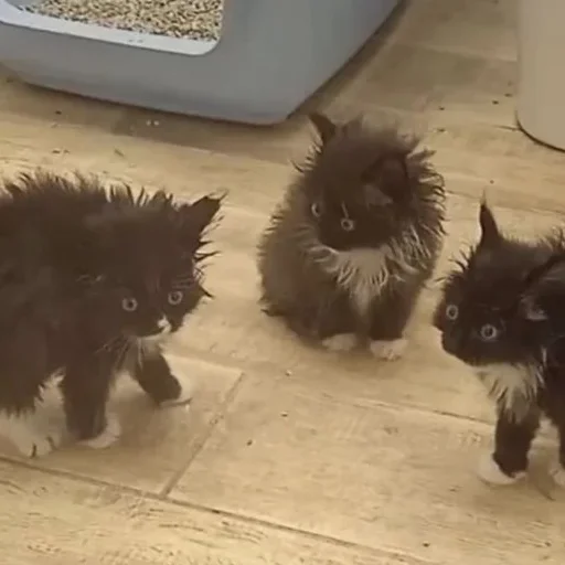 Эмодзи Котики