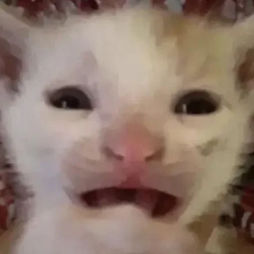 Эмодзи Котики