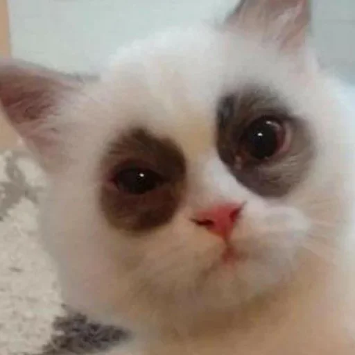 Эмодзи Котики