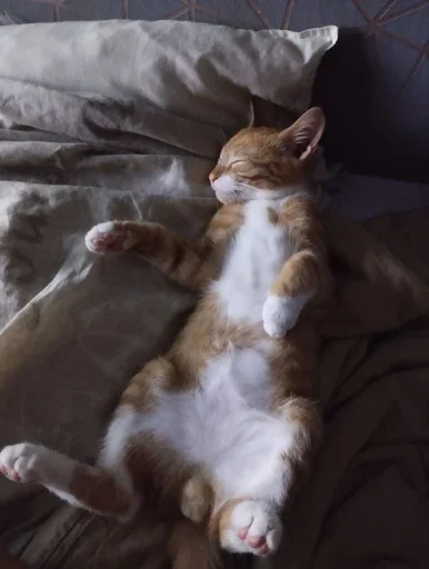 Эмодзи Stkrcat