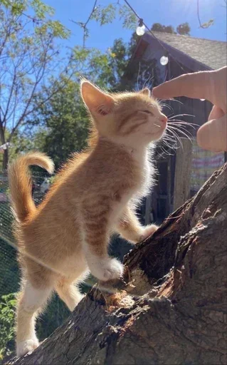 Эмодзи Stkrcat