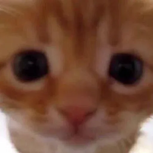 Эмодзи Stkrcat