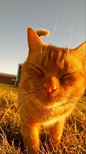 Эмодзи Stkrcat