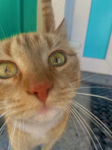 Эмодзи Stkrcat