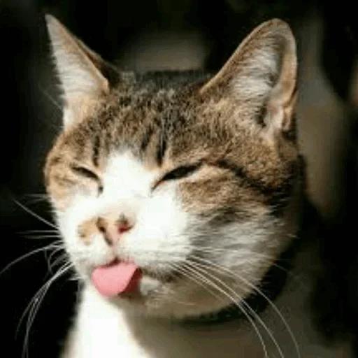 Эмодзи Stooped Cats