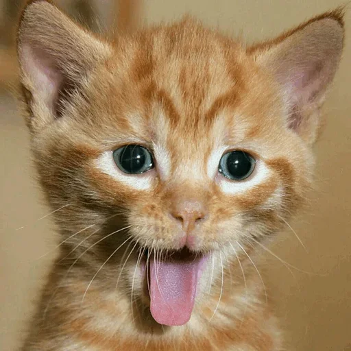 Эмодзи Stooped Cats