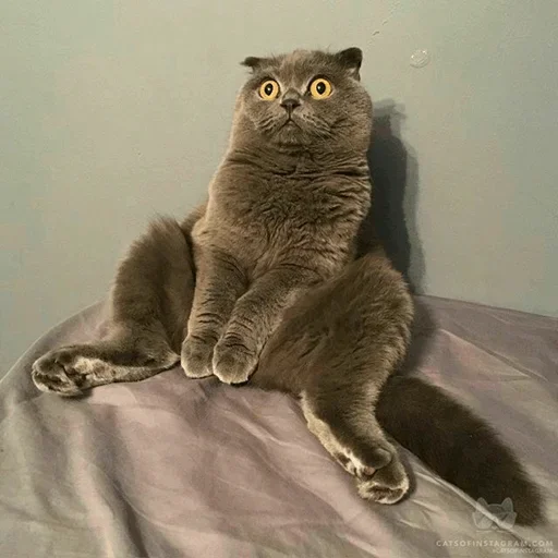 Эмодзи Stooped Cats