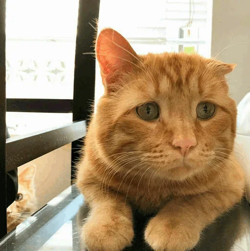 Эмодзи Stooped Cats