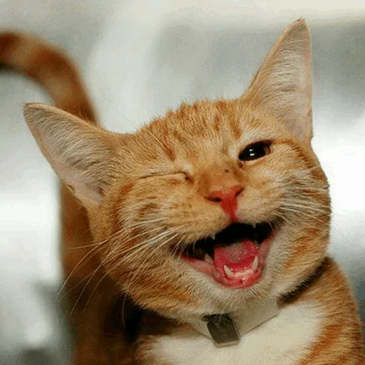 Эмодзи Stooped Cats