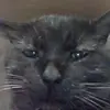 Эмодзи Stupid Cattos