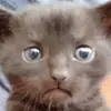 Эмодзи Stupid Cattos