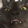 Эмодзи Stupid Cattos