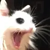 Эмодзи Stupid Cattos