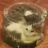 Эмодзи Stupid Cattos