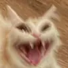 Эмодзи Stupid Cattos