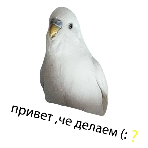 Эмодзи Our budgies 😎✌🏻