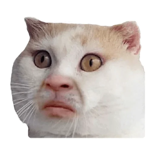 Эмодзи Пушистые