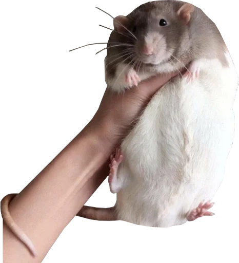Эмодзи Take this rat!