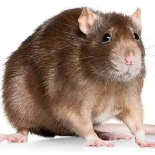 Эмодзи Take this rat!