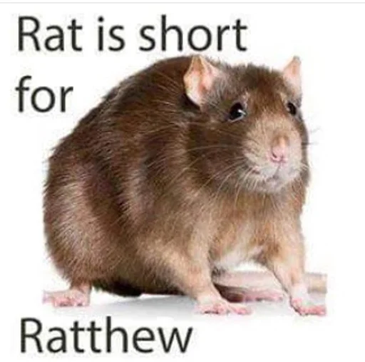 Эмодзи Take this rat!